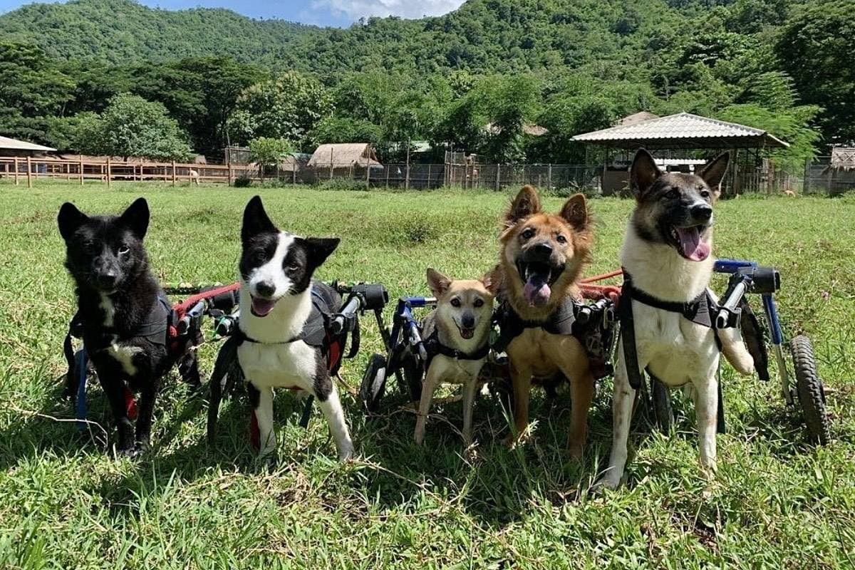 ENPDogs