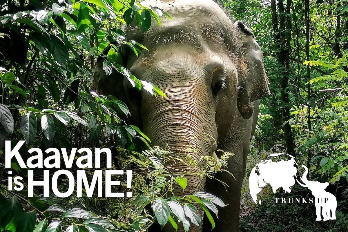 Kaavan