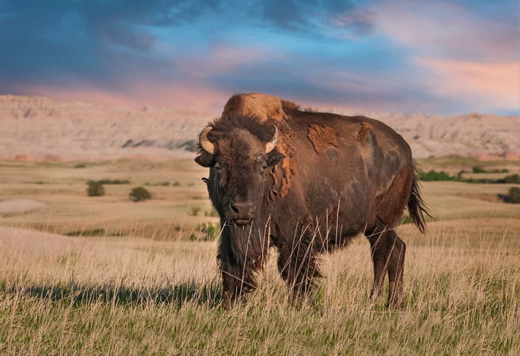 BadlandsUSA