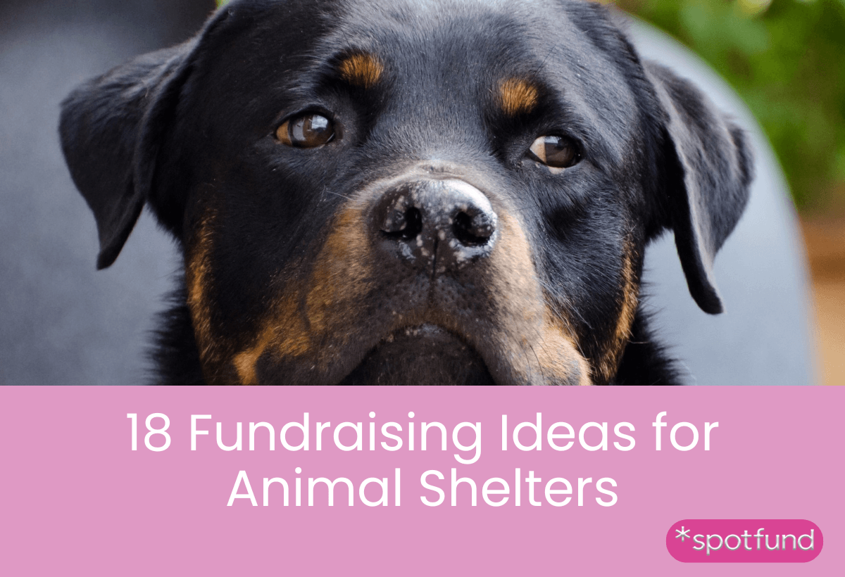18 Creative Fundraising Ideas for Animal Shelters