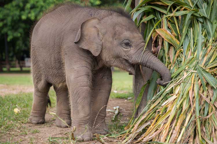 SaveElephantCare