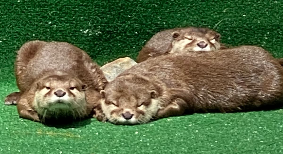 OtterHabitat