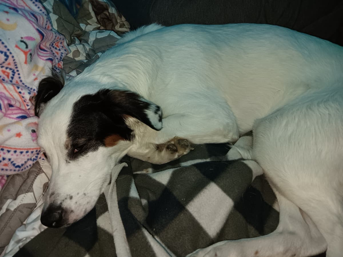 MyEmotionalSupportDogIsSick