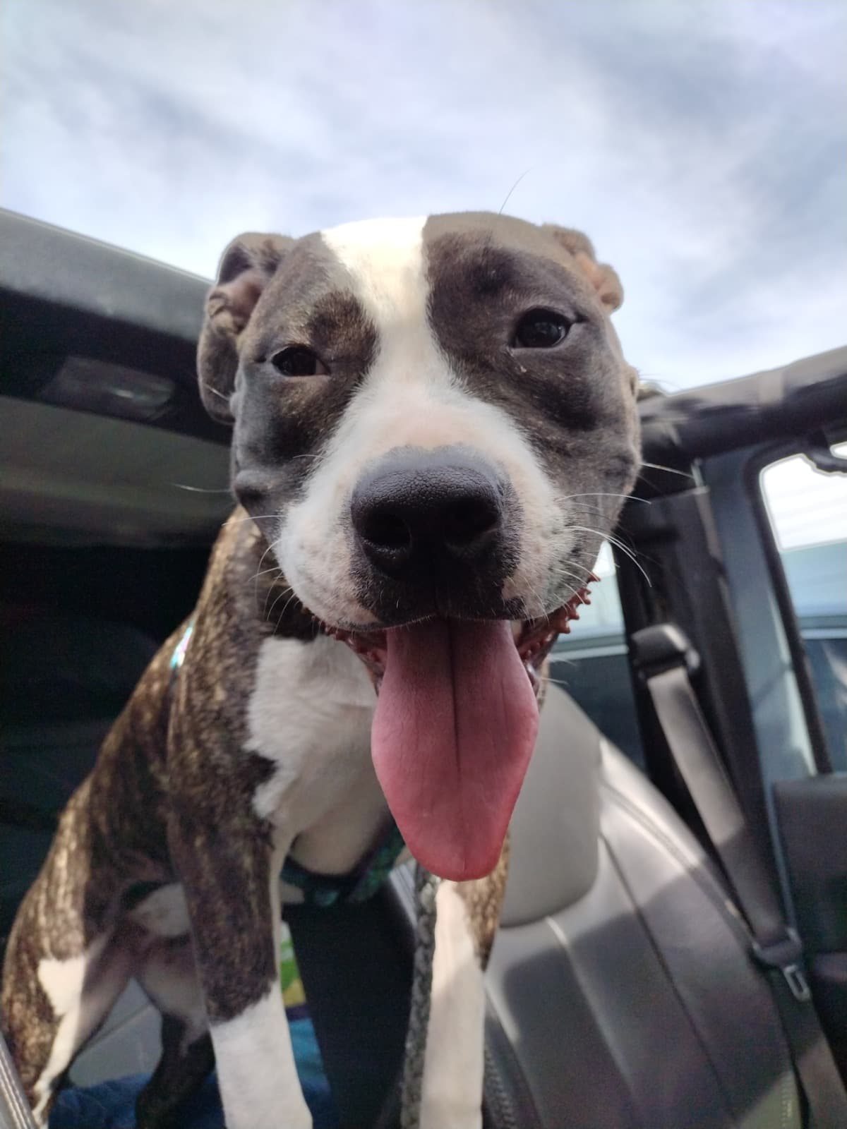 DoggyDentistOralSurgery