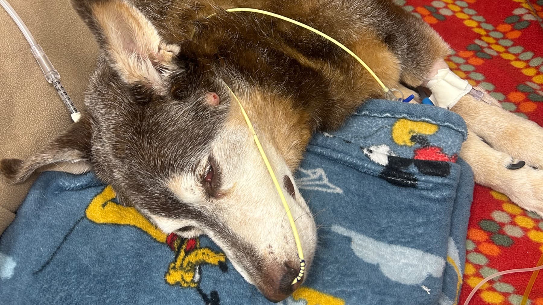 JusticeForScamp