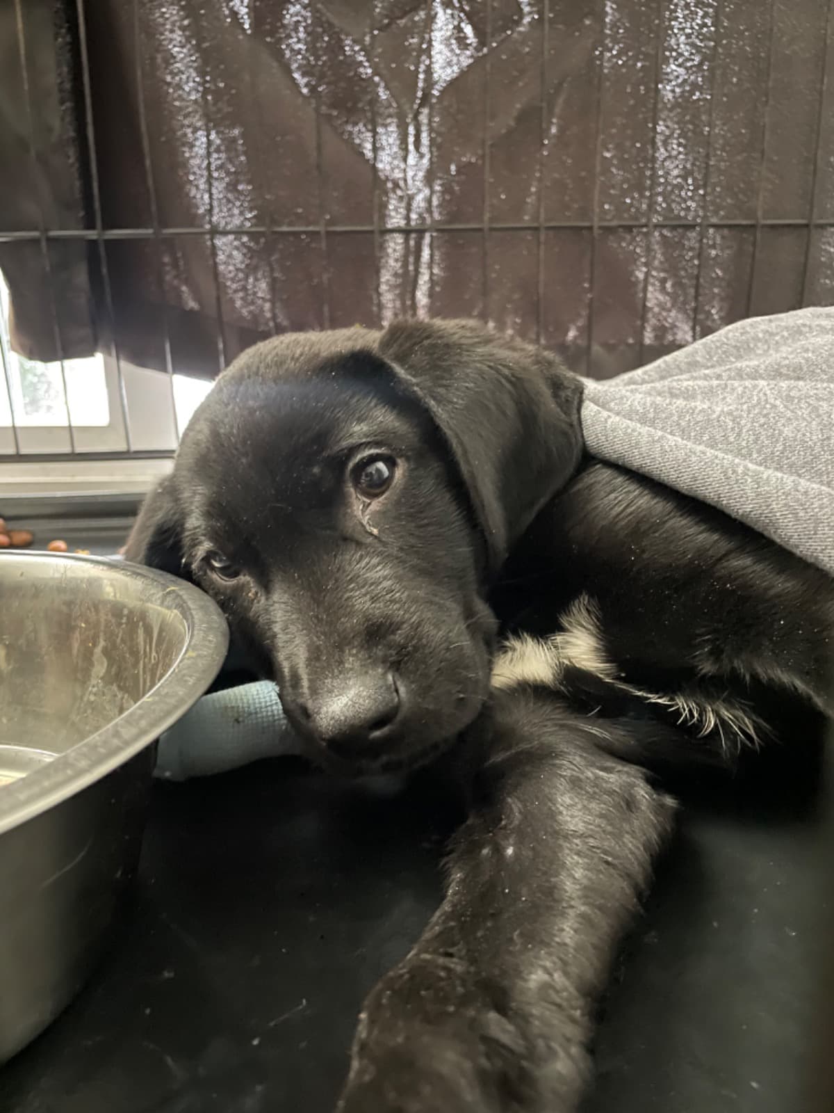 PuupyWithParvo