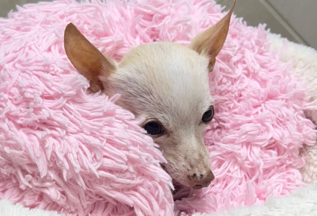 SunnysRecoveryHospitalFees