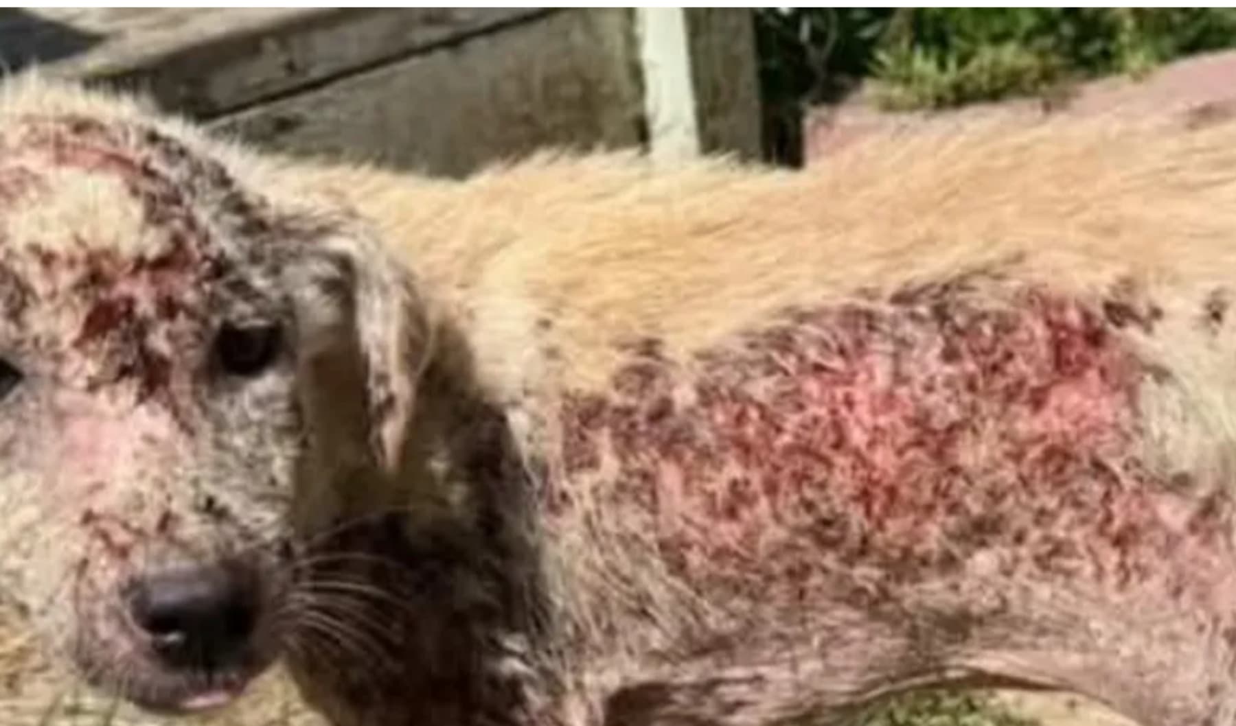 HelpUsHelpToniSaveTheStrays