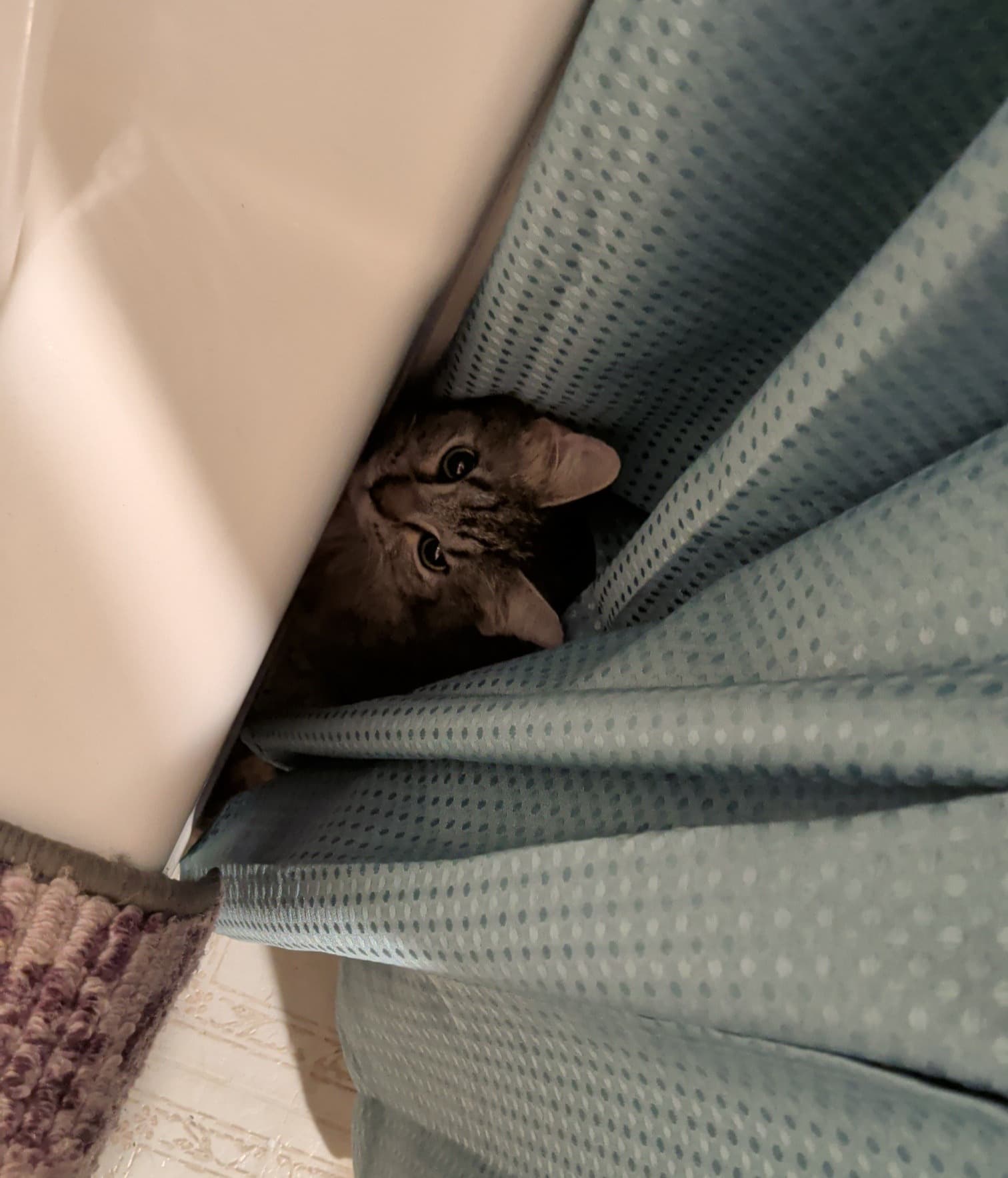 Kitty Expenses