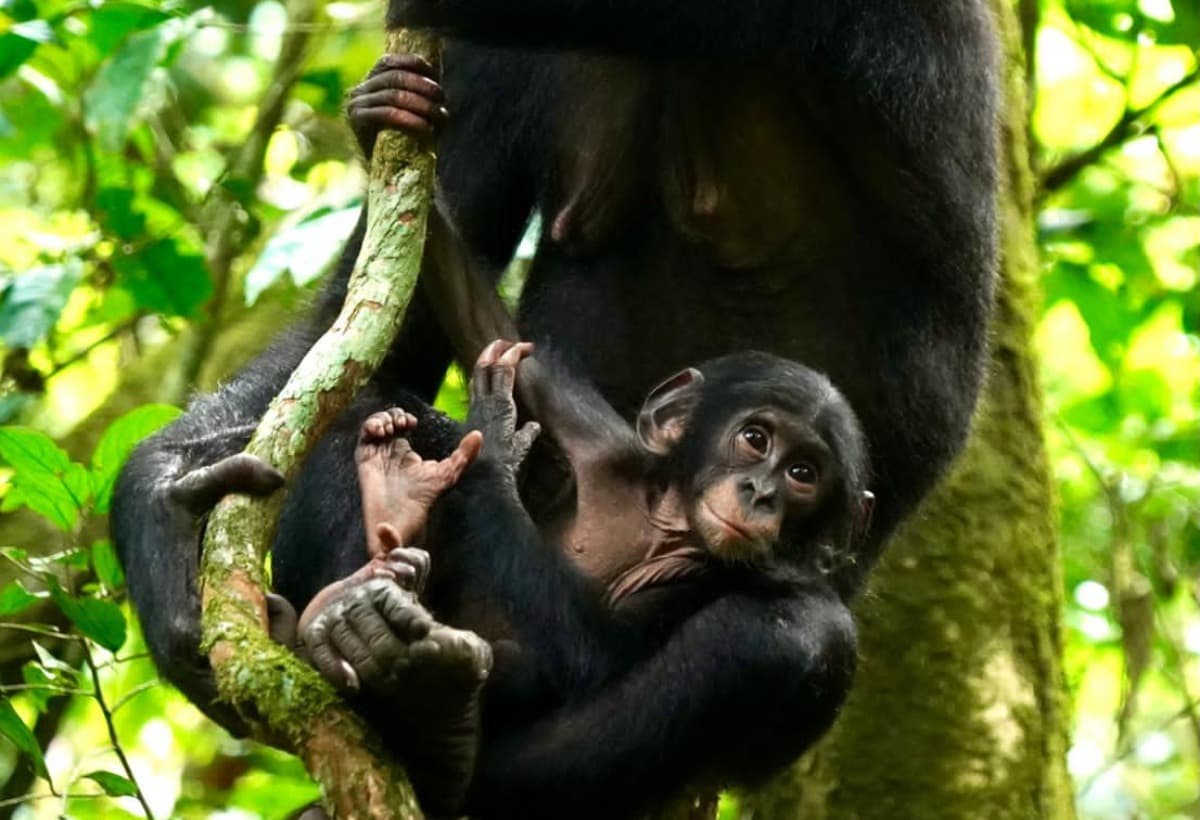 TheBonoboTrustKokolopori