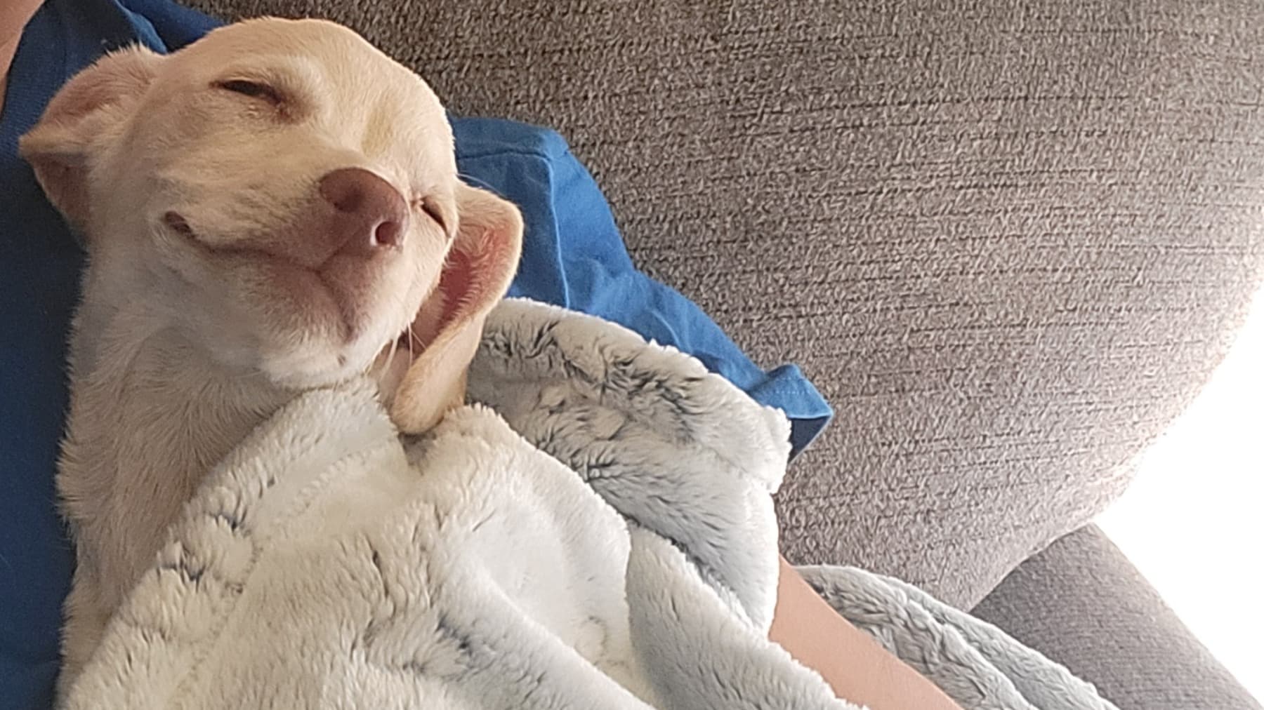 Nellie
