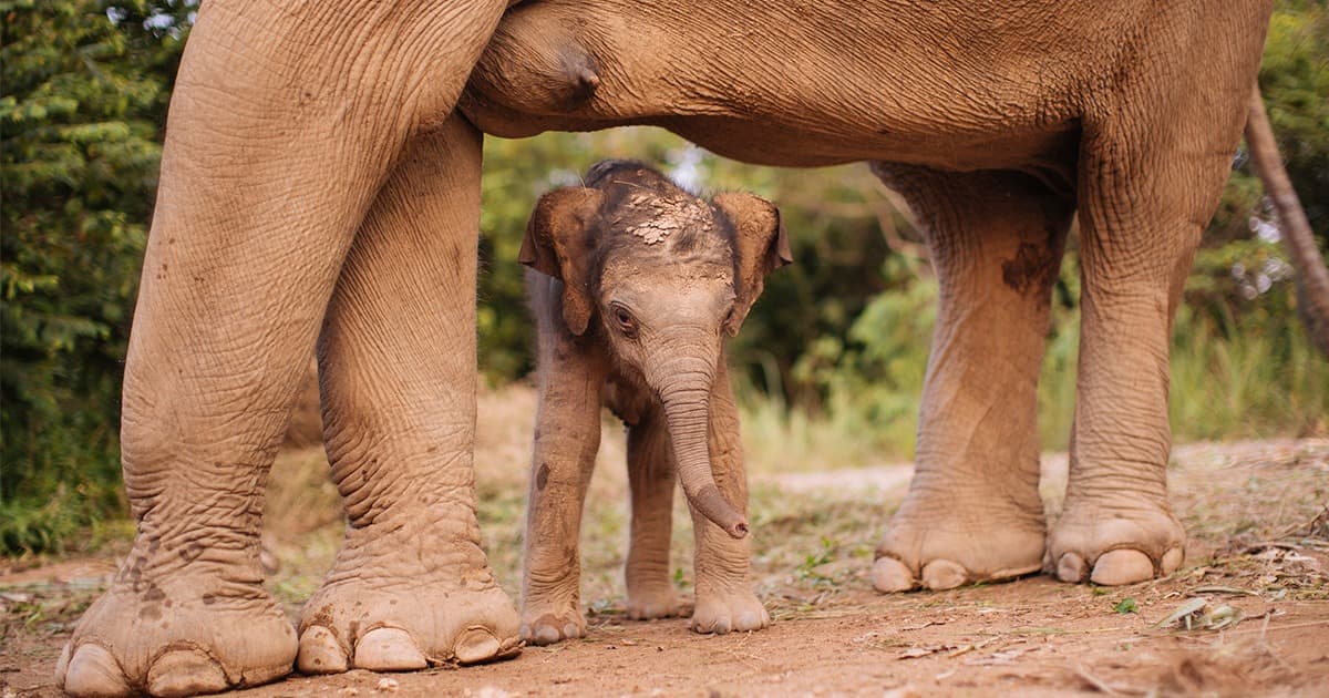 SamuiElephantHaven