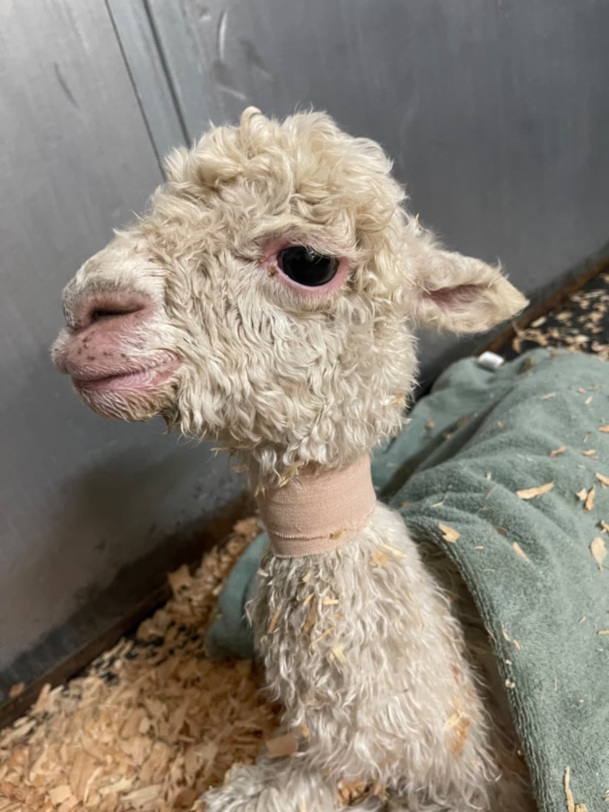 AbandonedBabyAlpacaEllie
