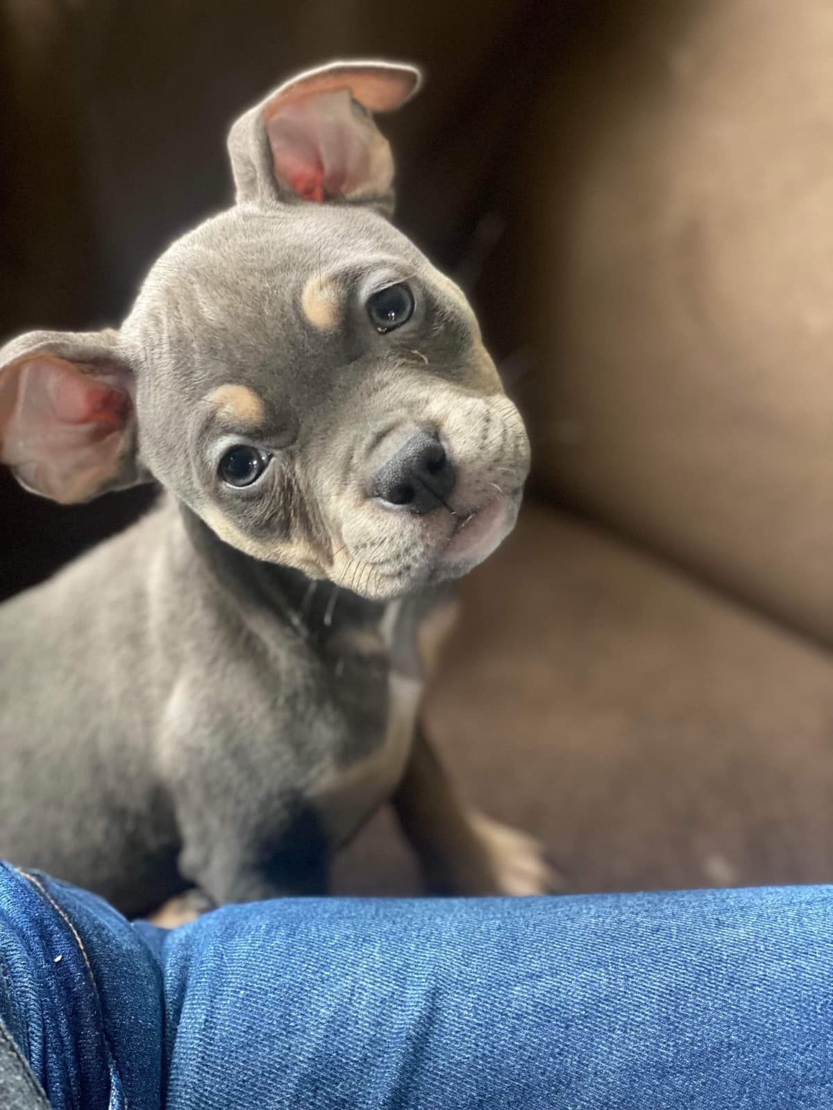 ForMyNewPuppysShotsHannab
