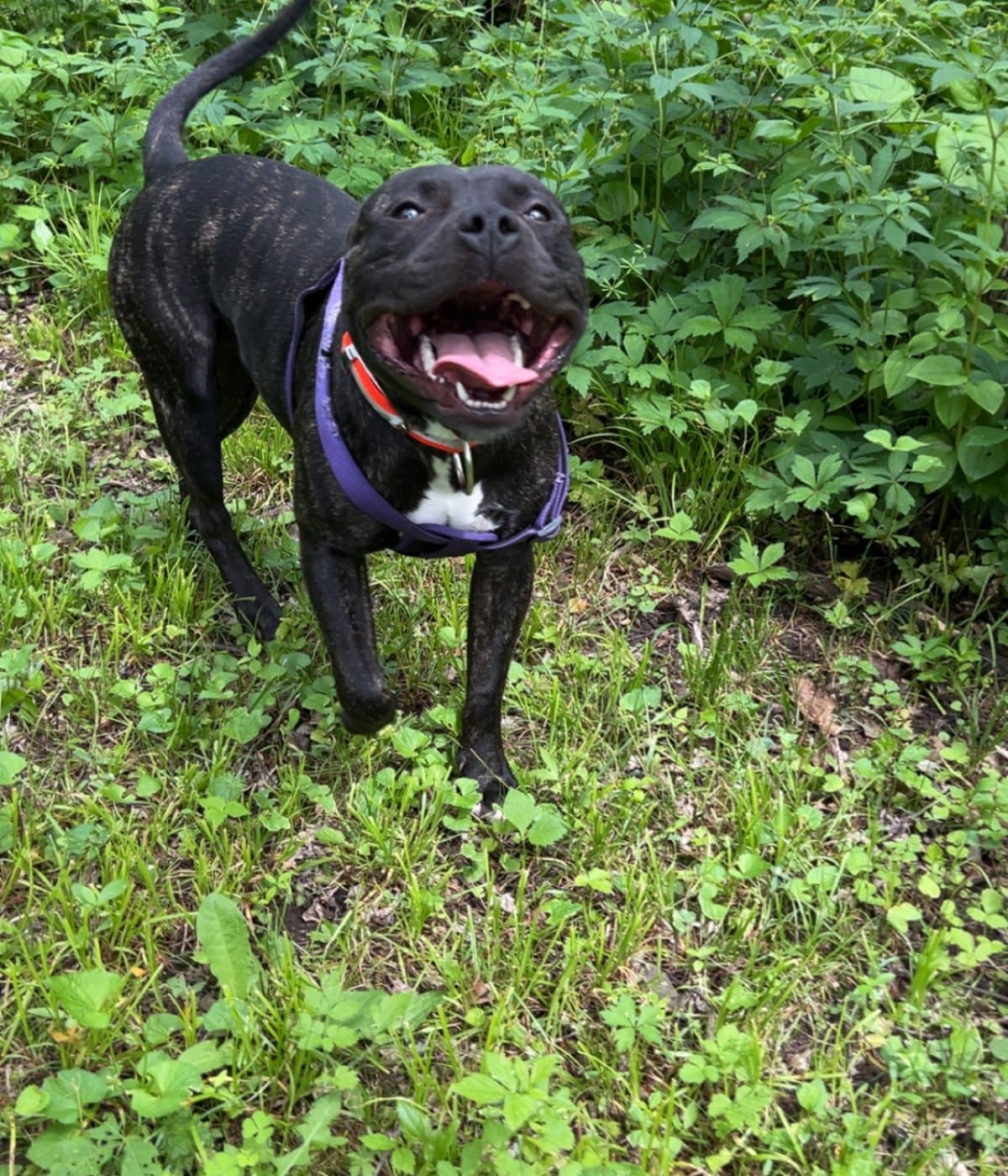Help Cremate Our Beloved Dog After House Fire