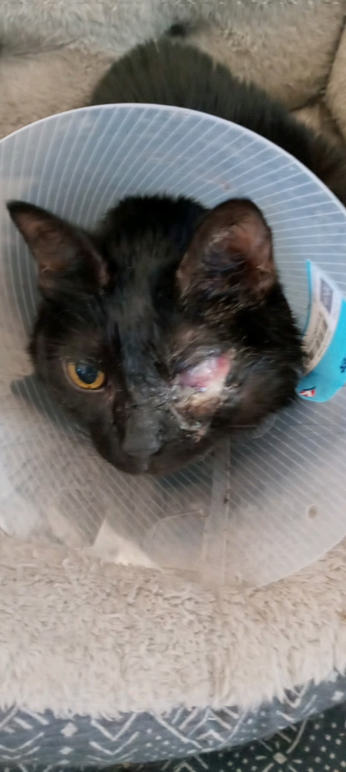 LuluTheCatHasCancer