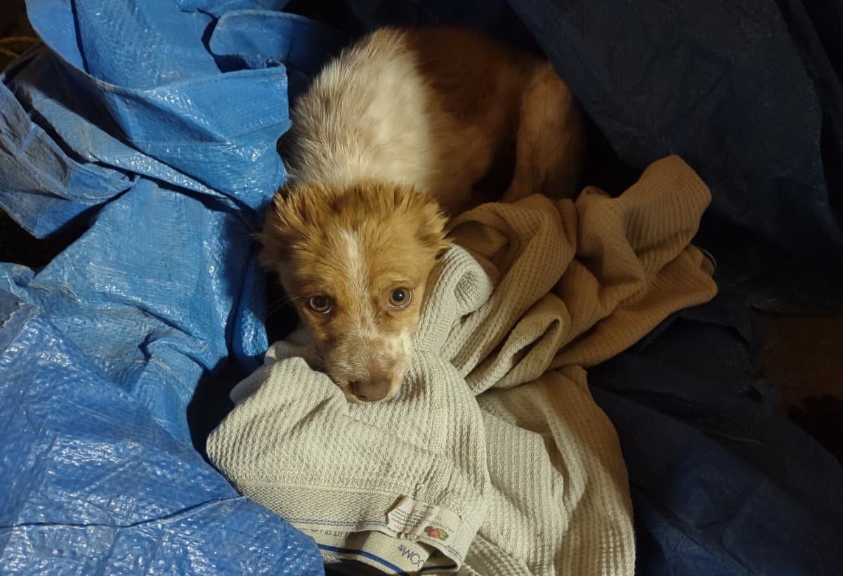 ShelterWhileFindingForeverHo