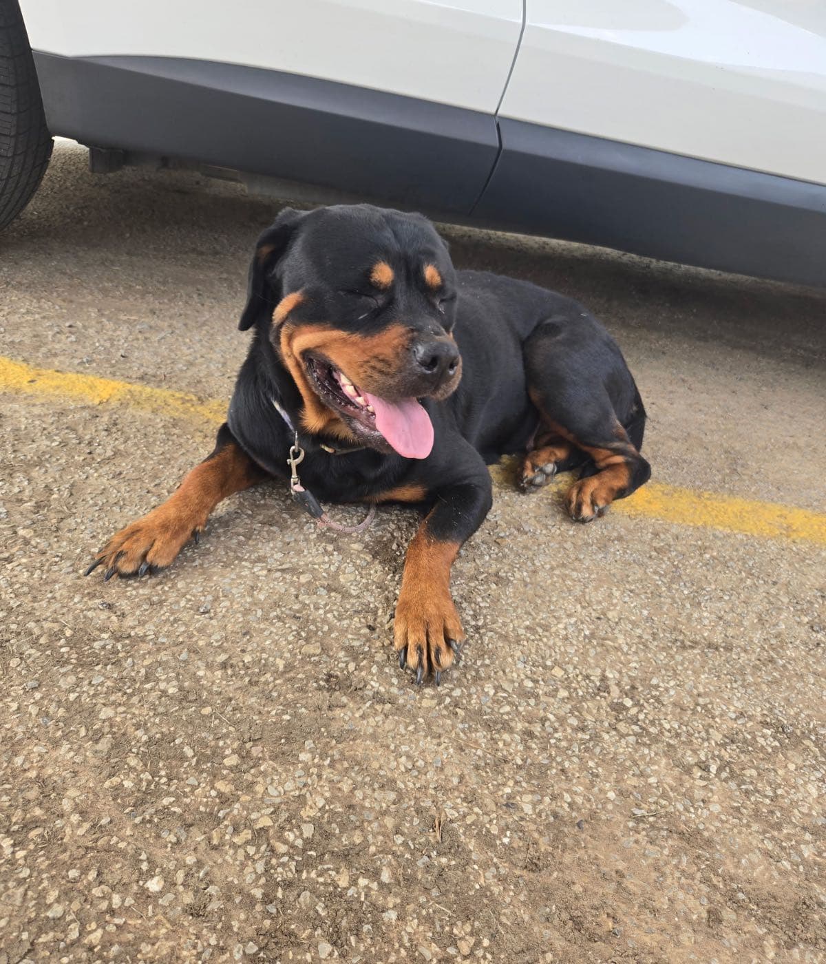 Help Heal This Abandoned Puppy