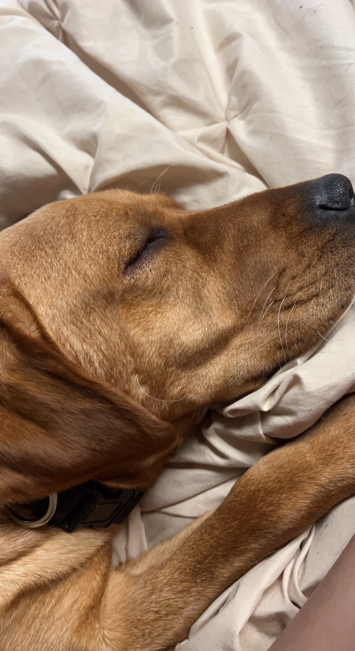 DoggieSurgery