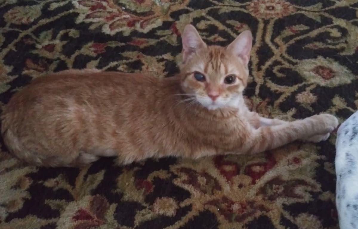 SurgeryForBelovedCat