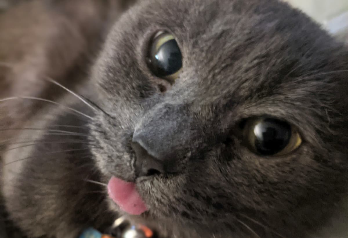 ACremationAndMemorialForBlue