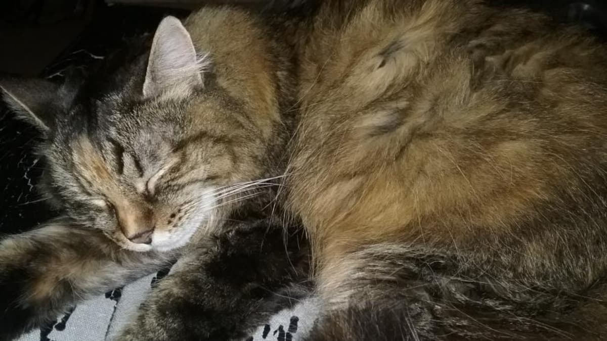 SupportGigiInHerOldAge