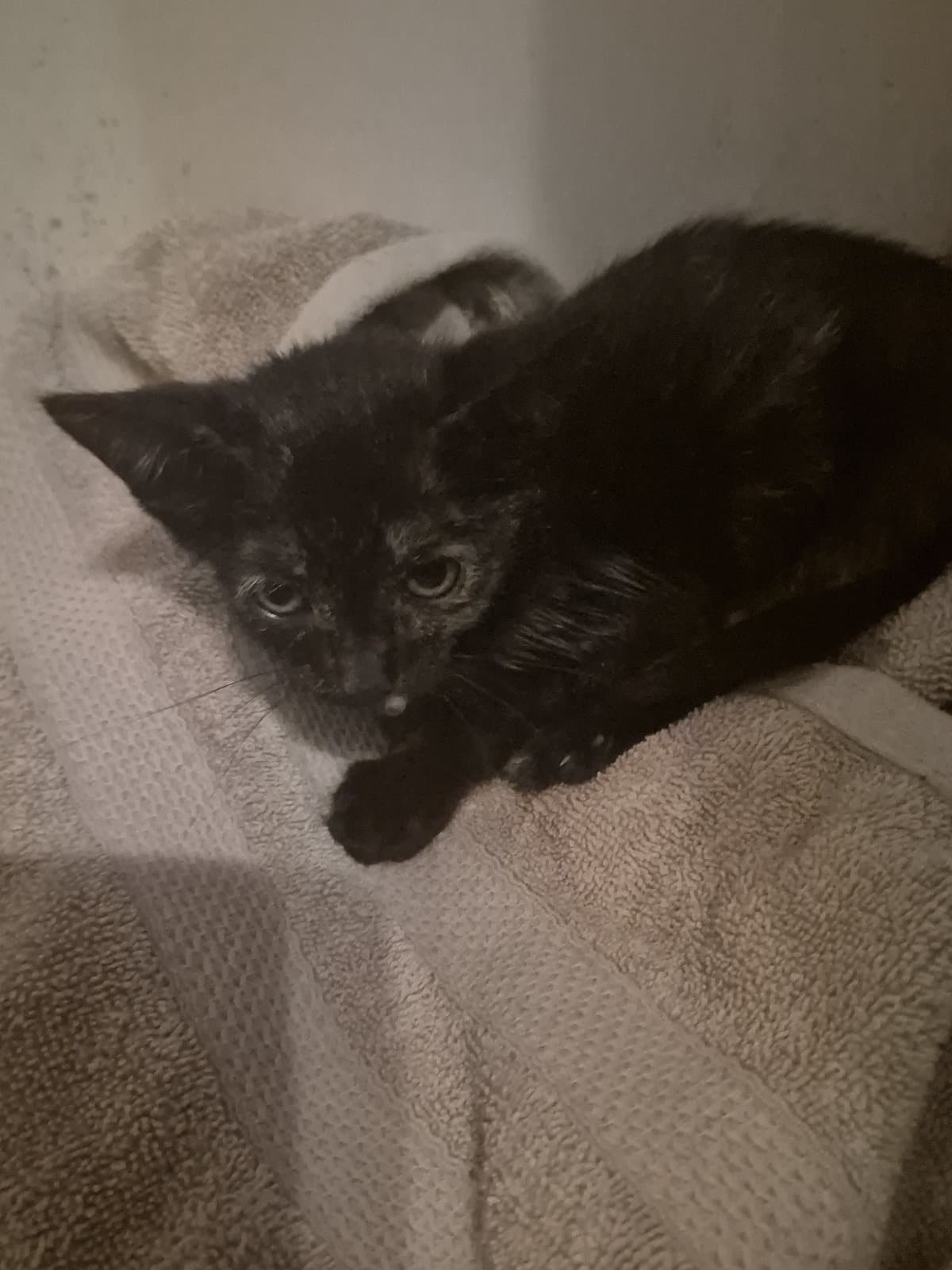 HelpPuzzleTheKittenGetL