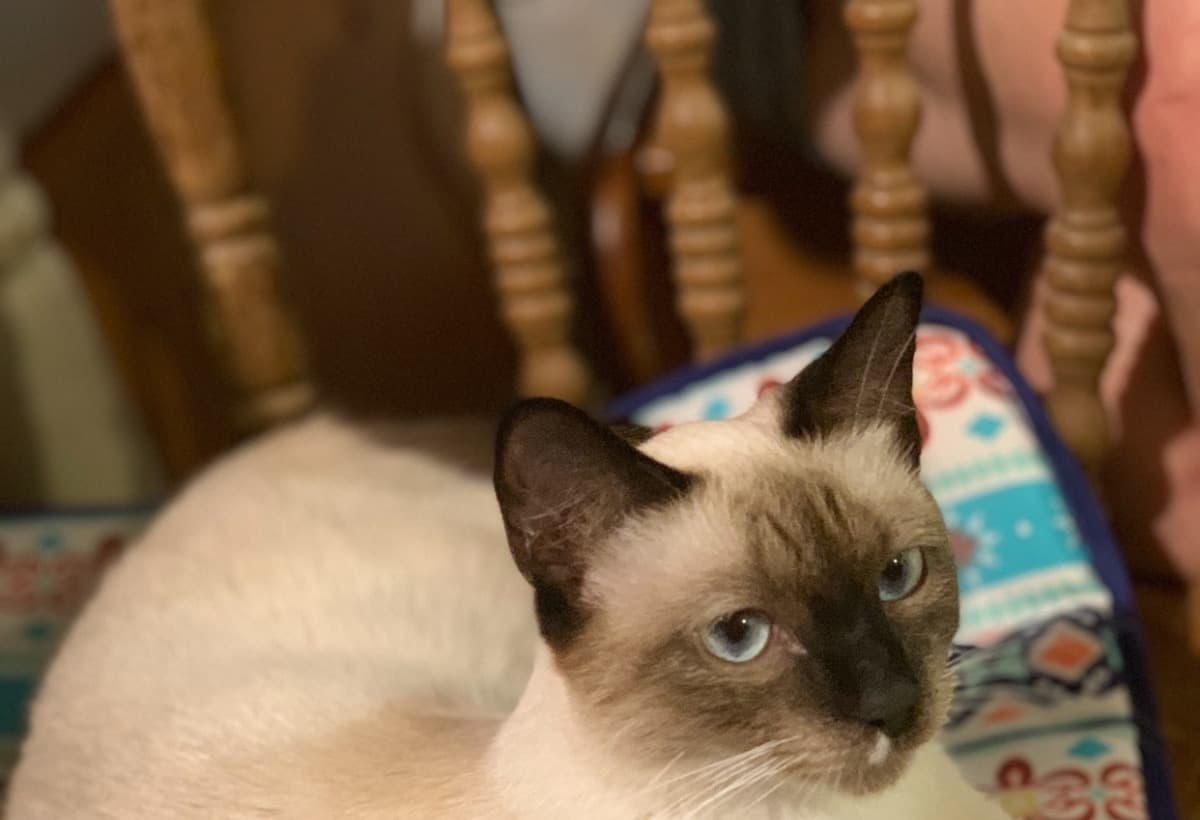 PritCsMedicalFundraiser