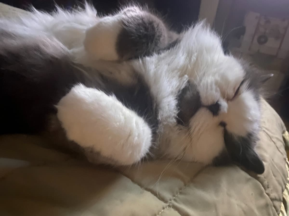 OtisNeedsEmergencySurgery