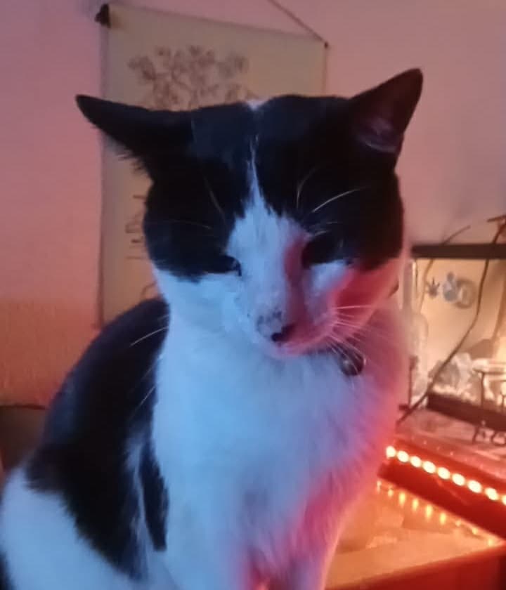 Help Moo Moo Recover From Emergency Surgery
