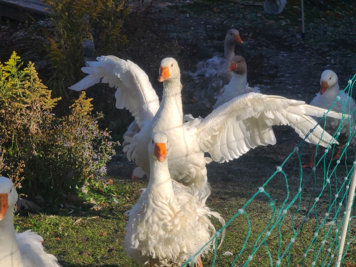 DomesticEndangeredWaterfowl