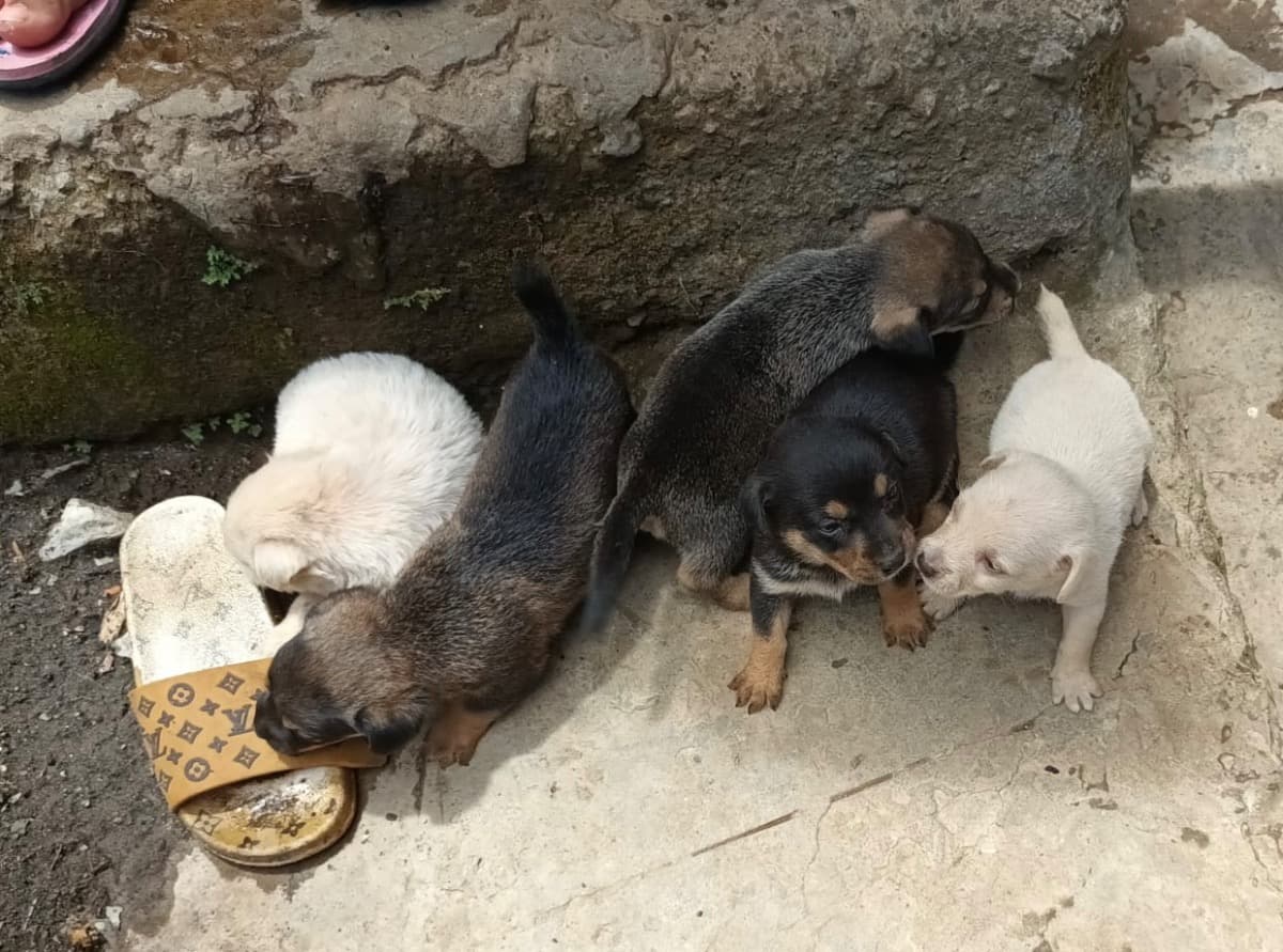 SaintVincentDogs