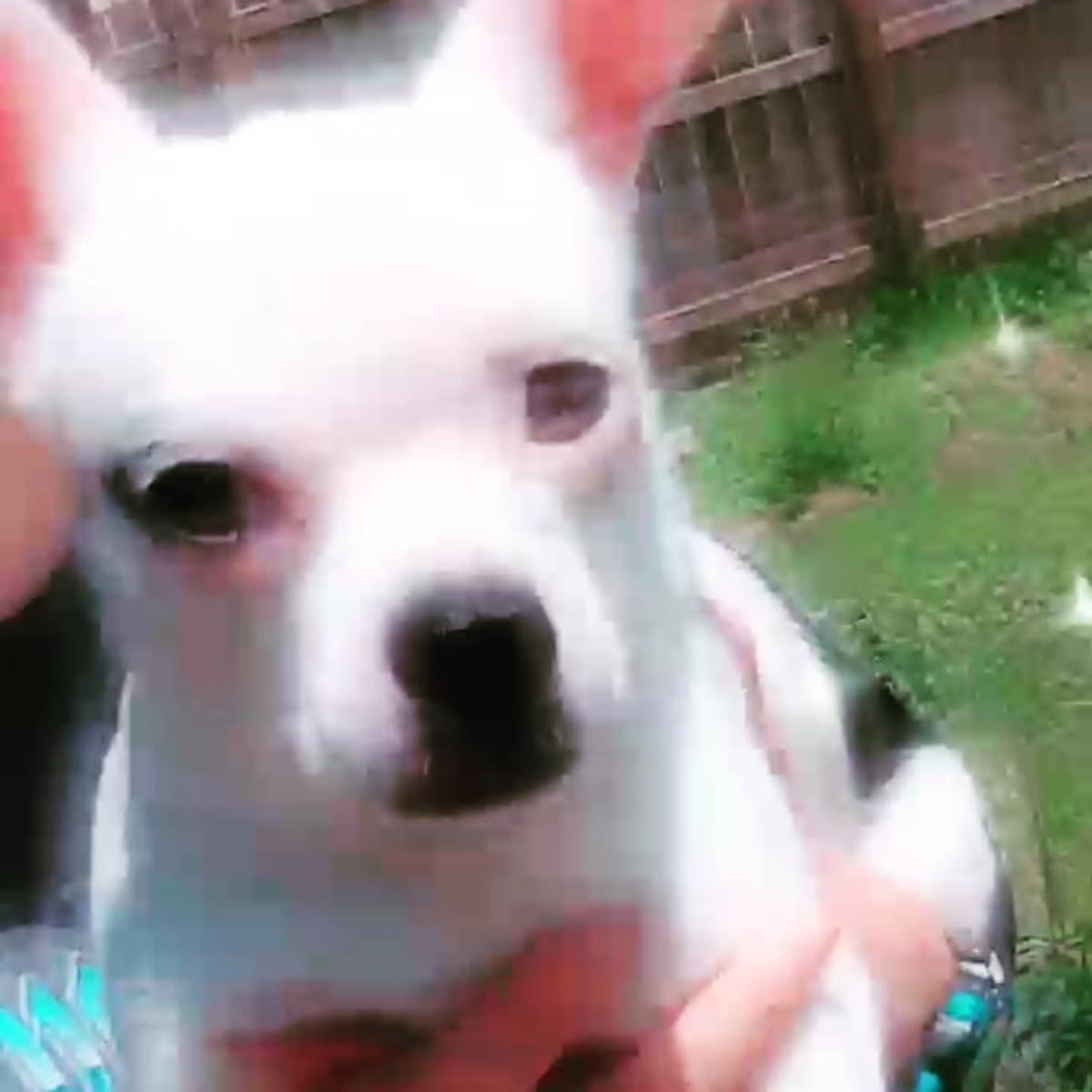 PuppyInNeedToSurvive