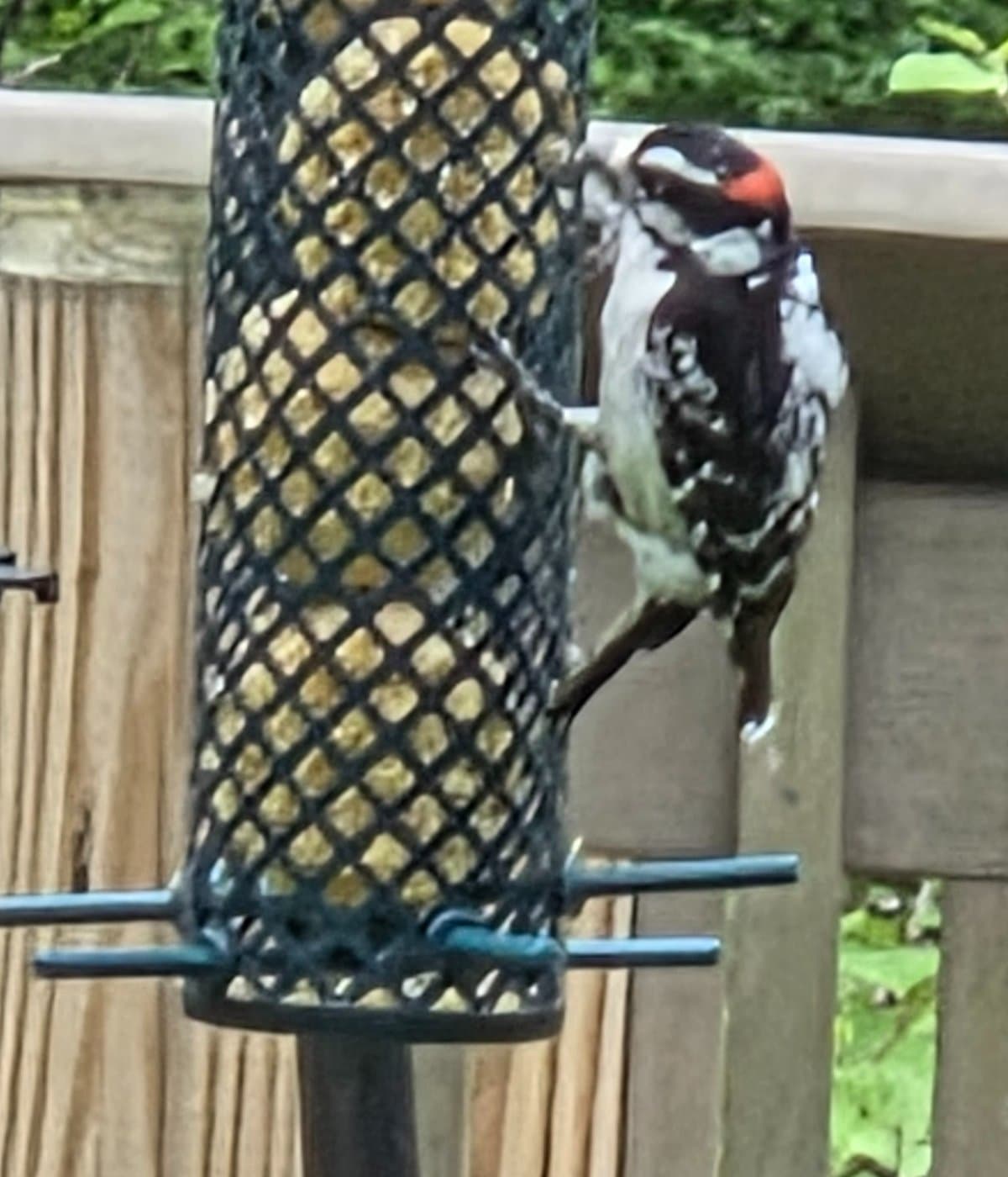 IT'S FOR THE BIRDS