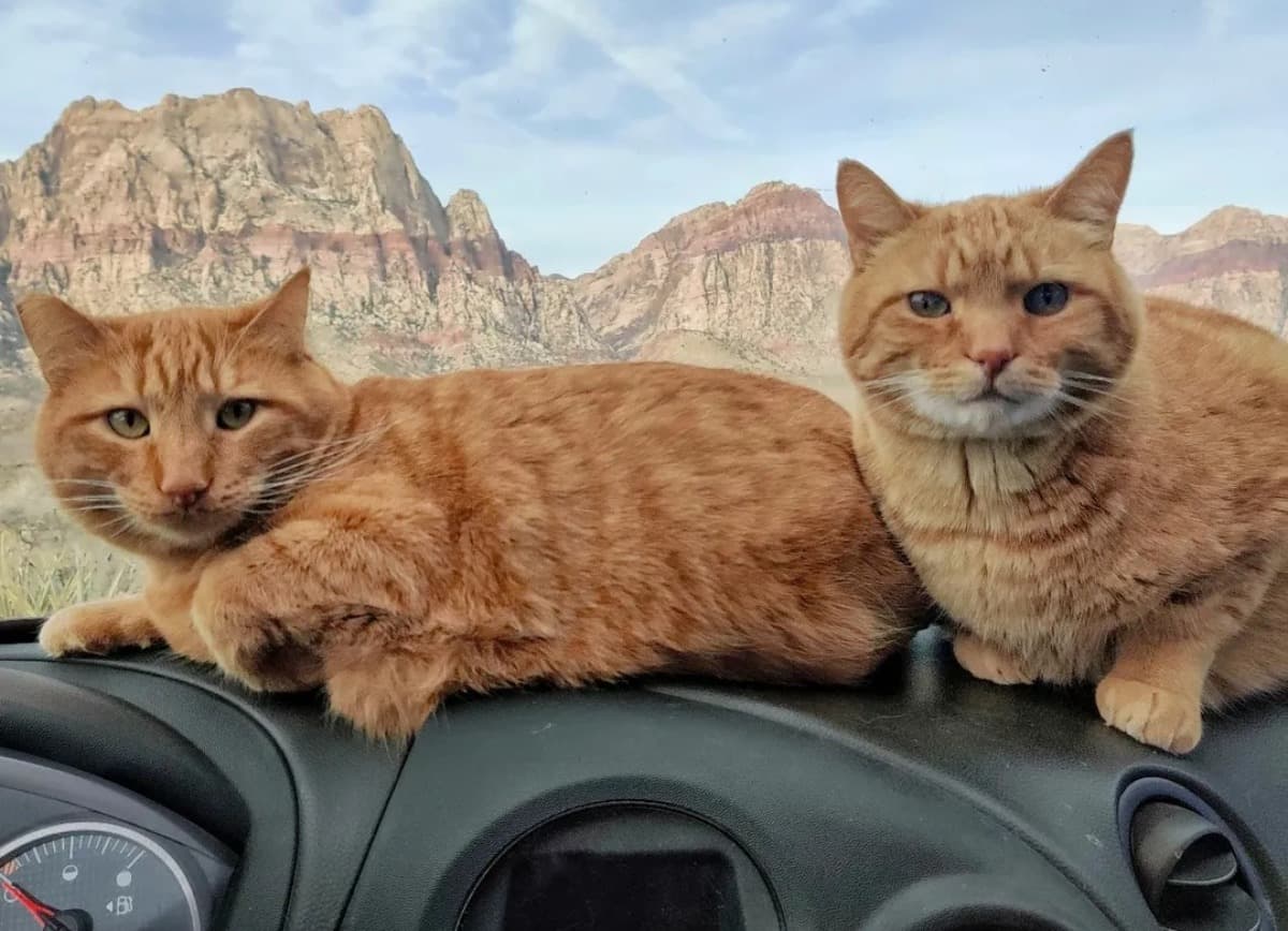 HelpMeAndMyCats