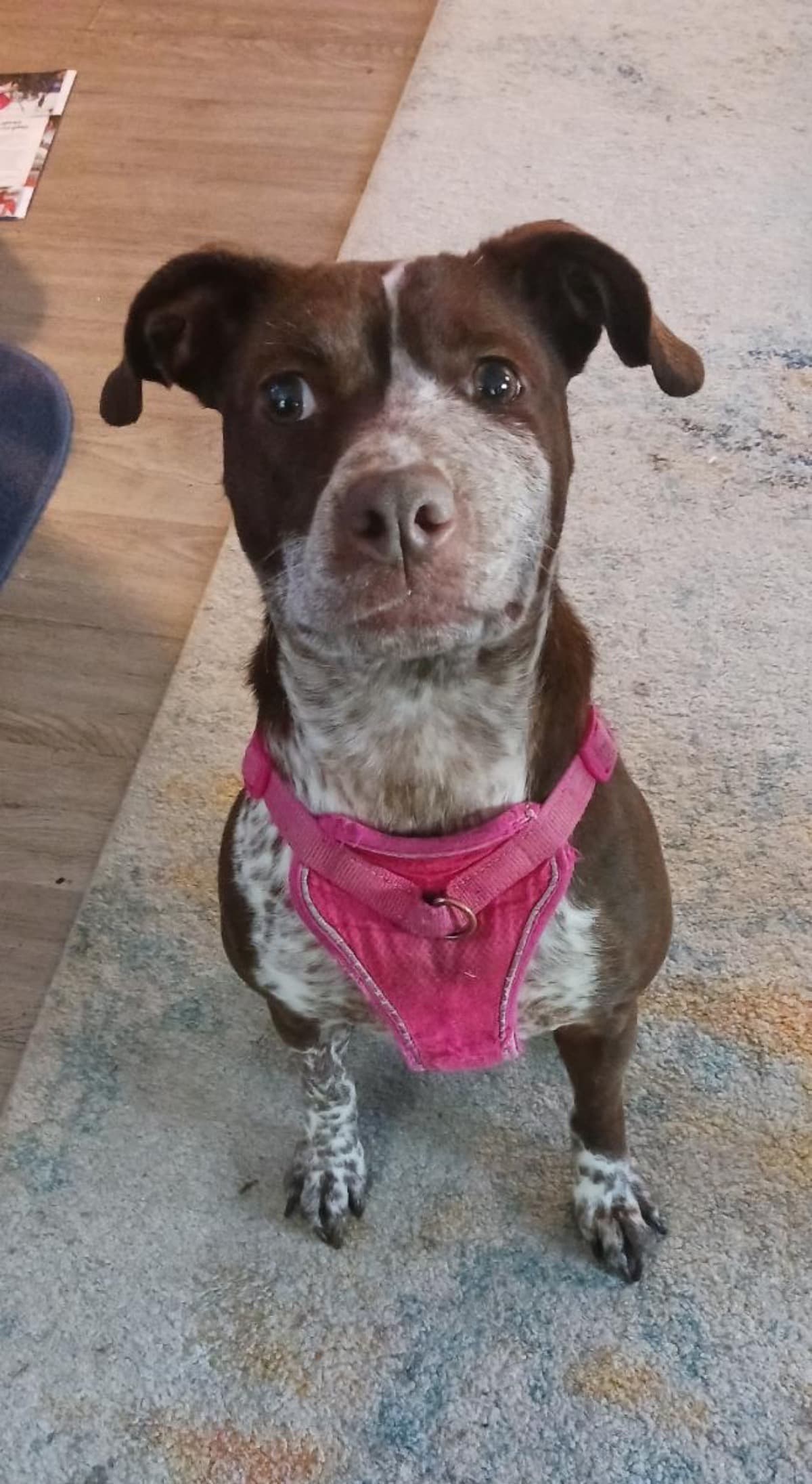 BaileyTheDog