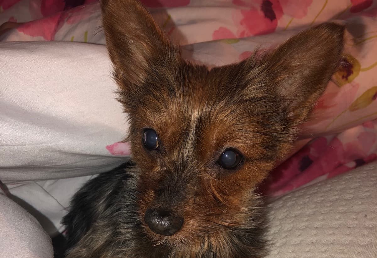 PenelopeNeedsSurgery