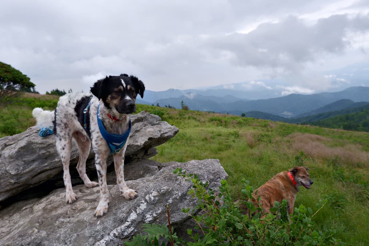 NewStartPostcardFundraiser