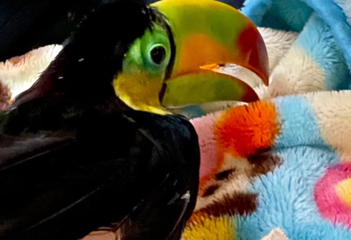ToucanSam