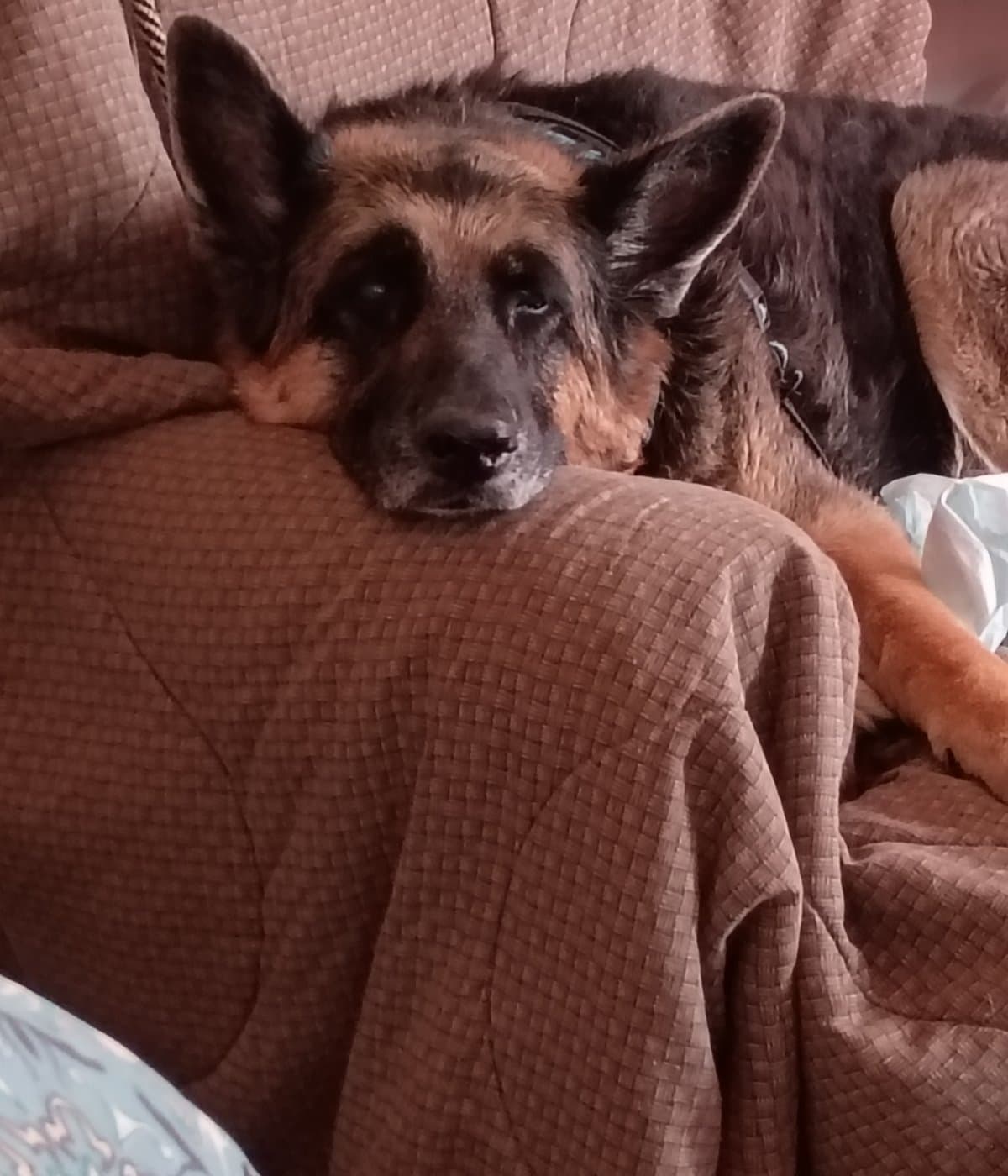 I need to help my loving girl over the Rainbow Bridge