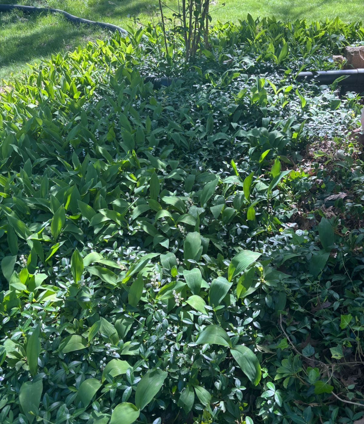 Revitalize Our City: Mow Overgrown Lots