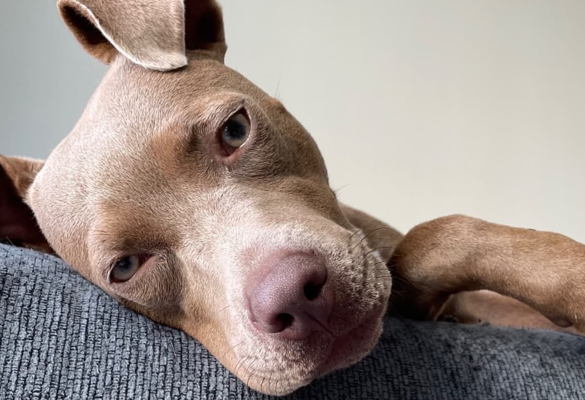 AftermathRanchRescue