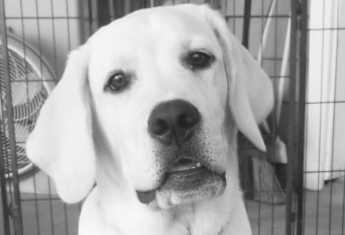 RaisingMoneyForASeviceDog