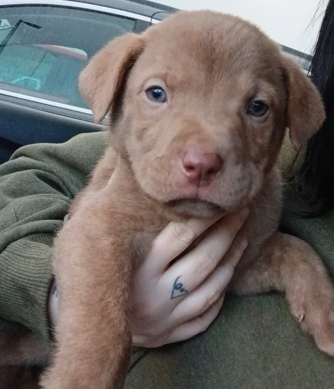 Get My Puppy Cremnated