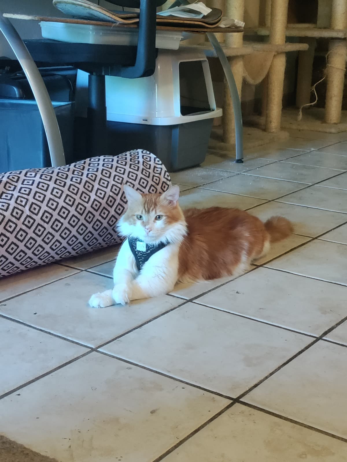 Spaz