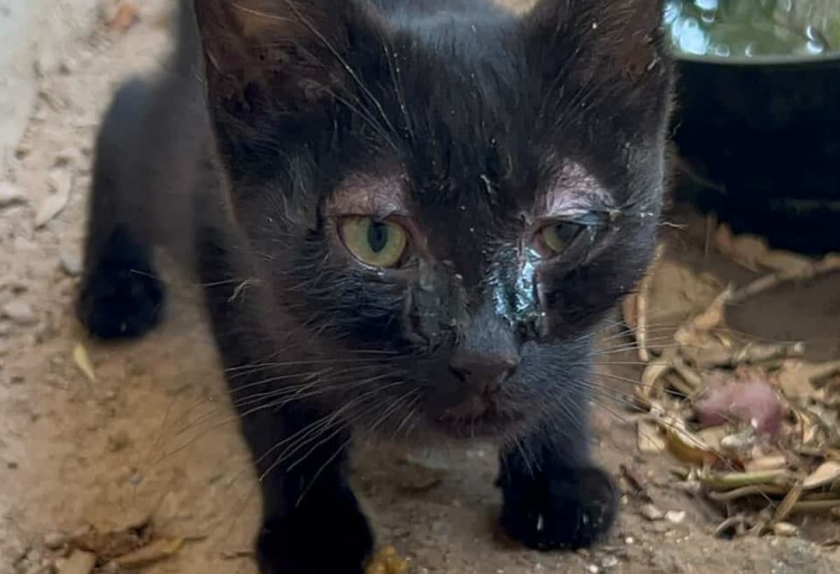 HelpMeGiveRescueCatTreatment