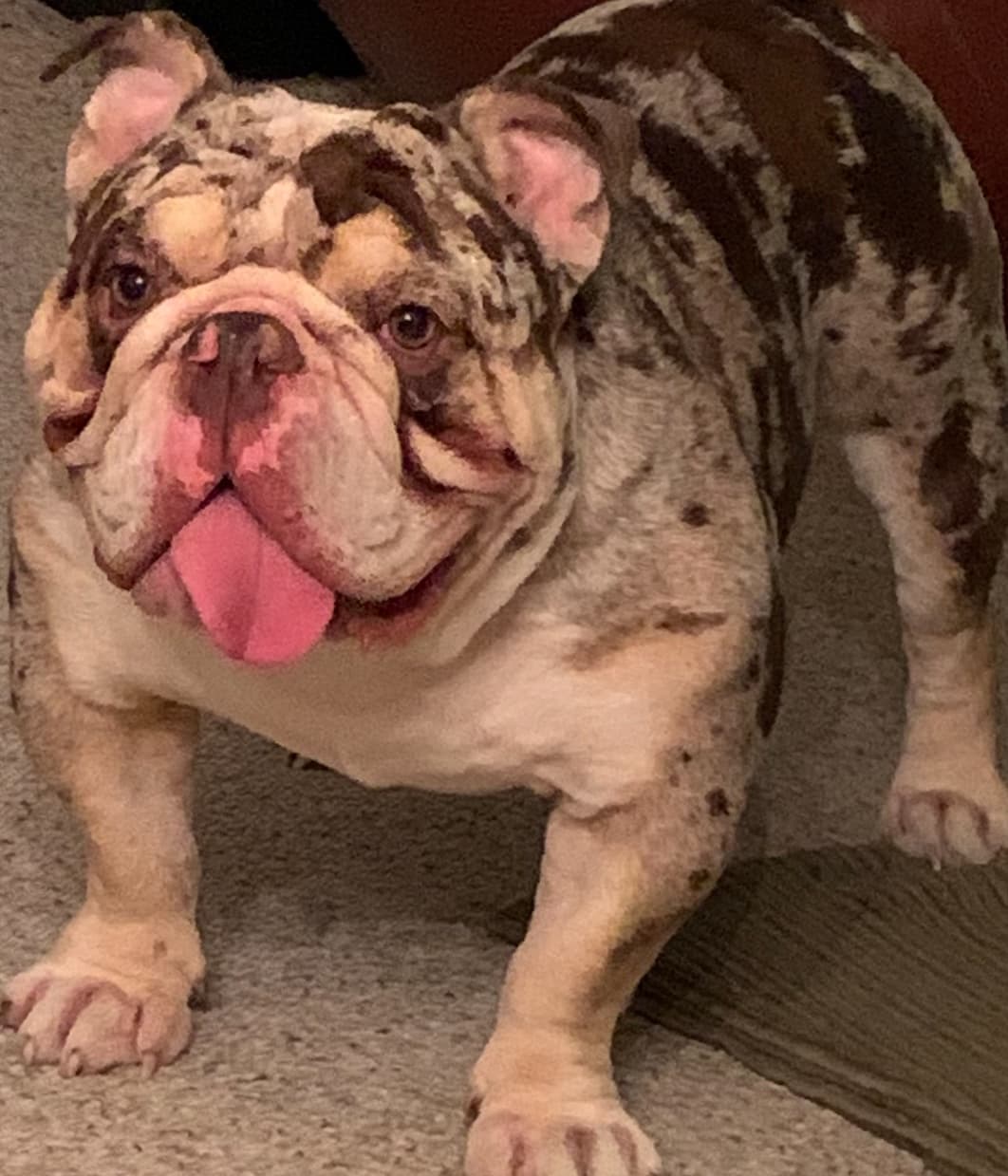 Help Heal Charlie's Stomach Blockage