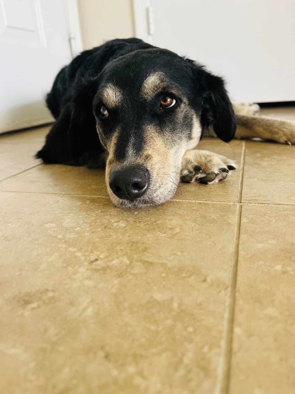 HelpMyDogGetTheCareShe