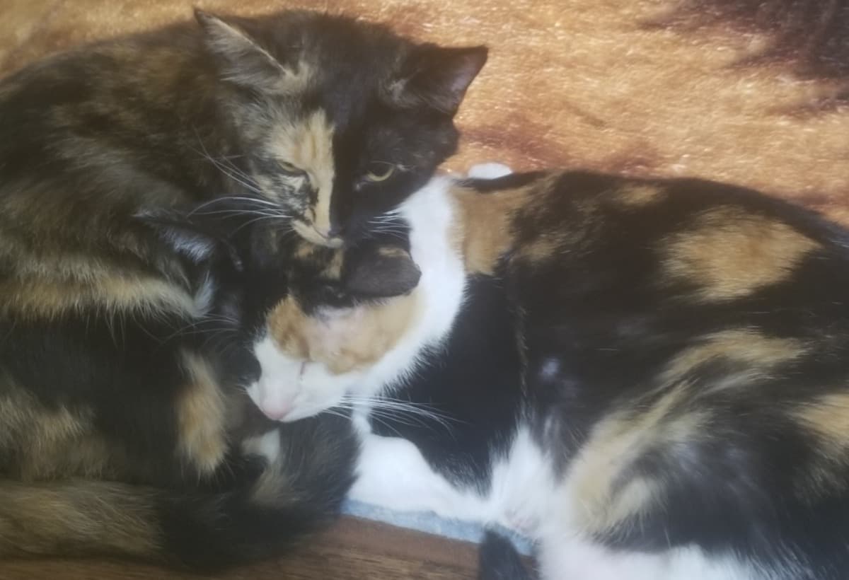 HelpMeTakeMyCatsToTheVet