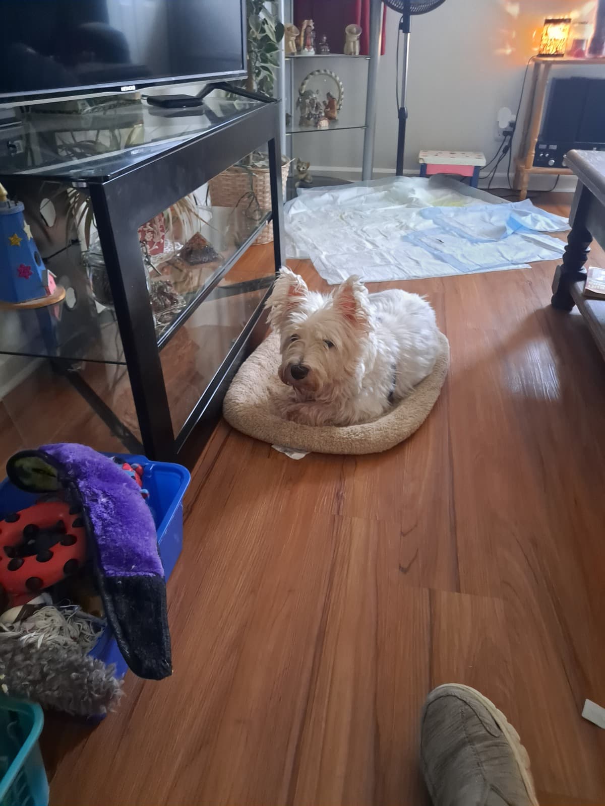 ForByDogsVetBill